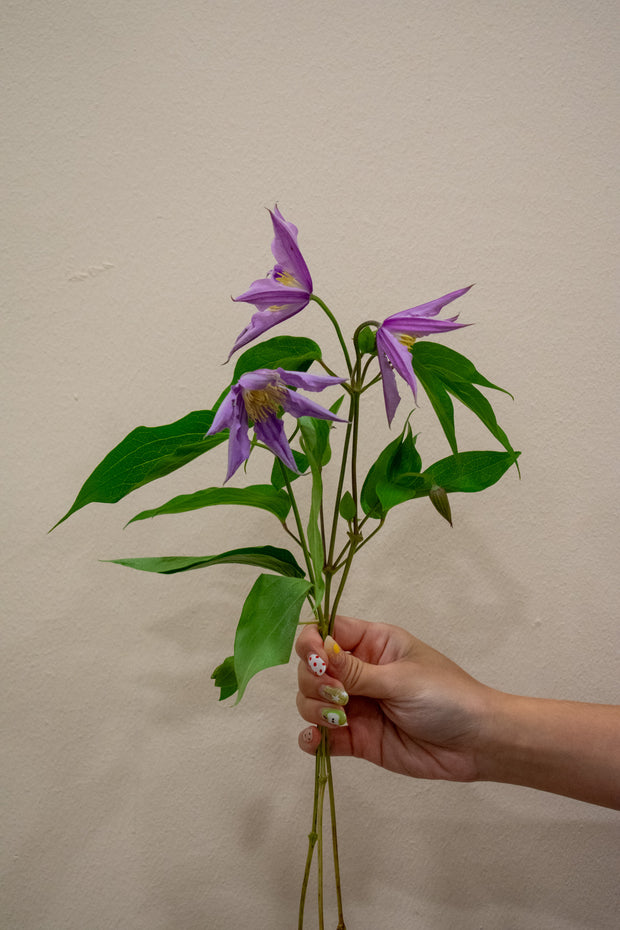 CLEMATIS AMAZING LONDON LAVENDER