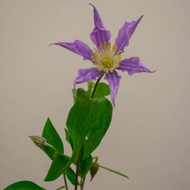CLEMATIS AMAZING LONDON LAVENDER