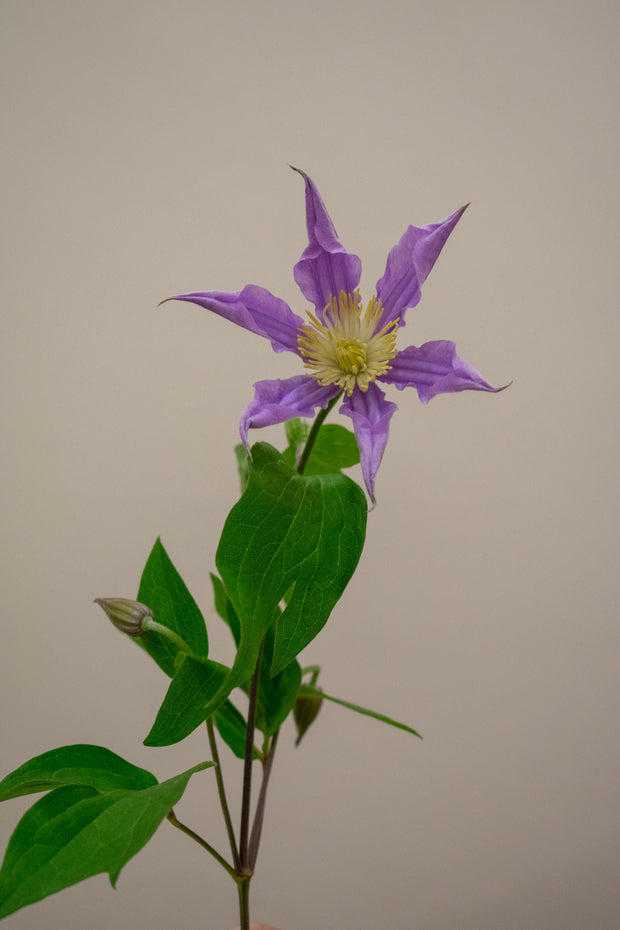 CLEMATIS AMAZING LONDON LAVENDER