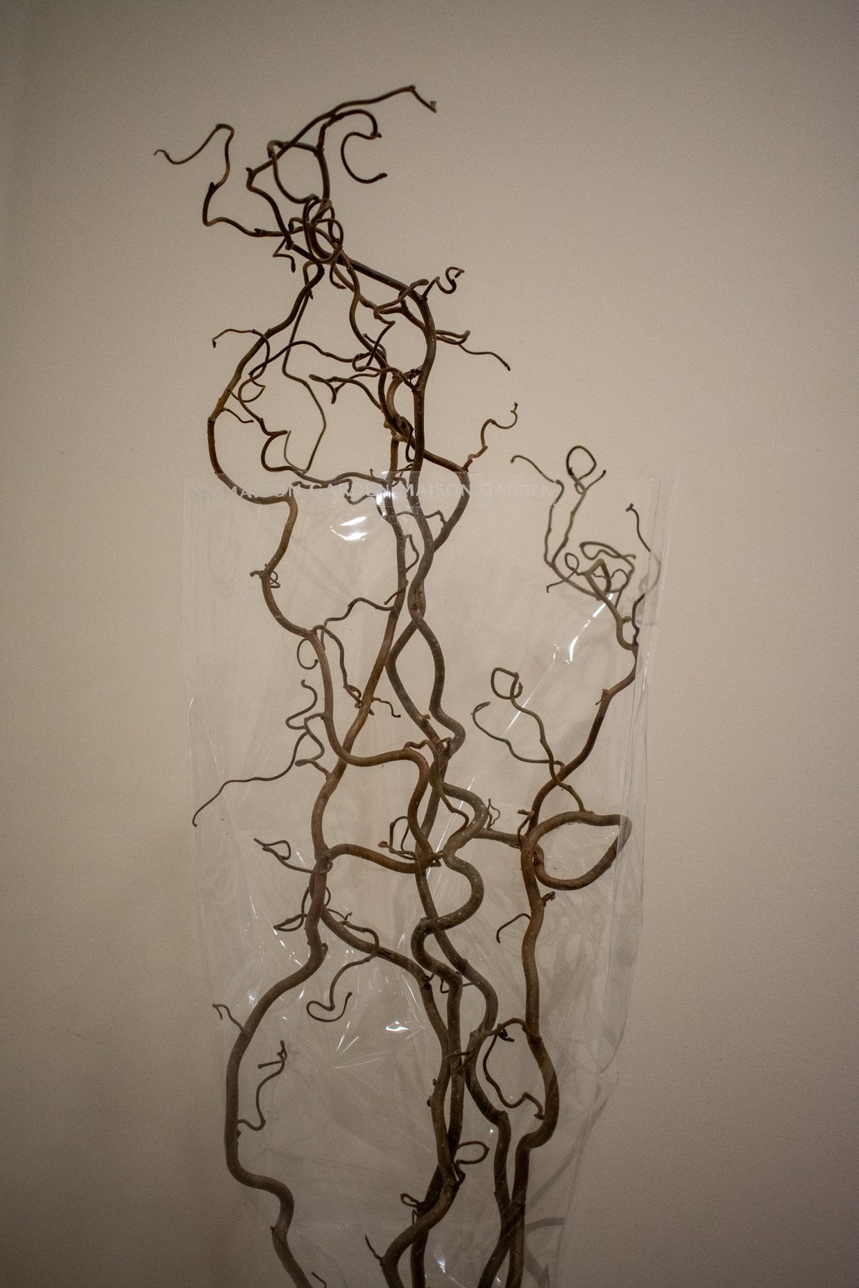 CORKSCREW HAZEL