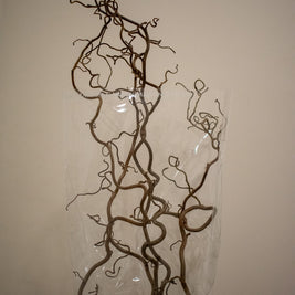 CORKSCREW HAZEL