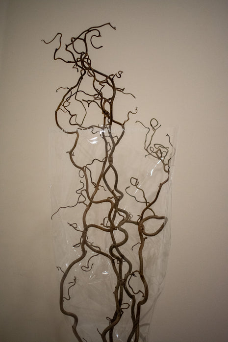 CORKSCREW HAZEL