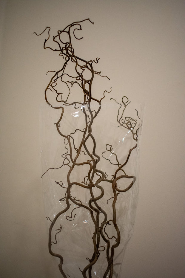 CORKSCREW HAZEL