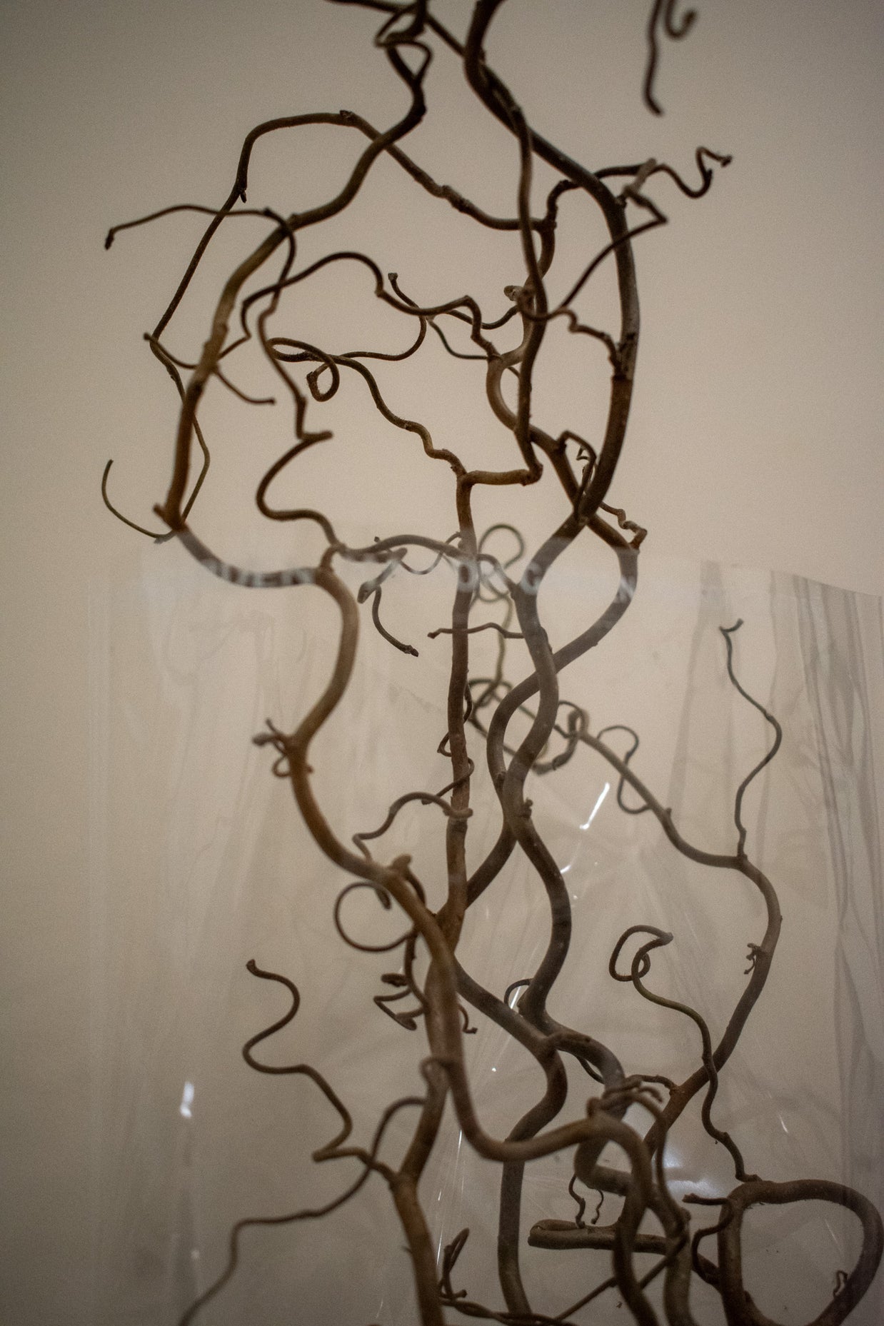 CORKSCREW HAZEL