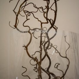 CORKSCREW HAZEL