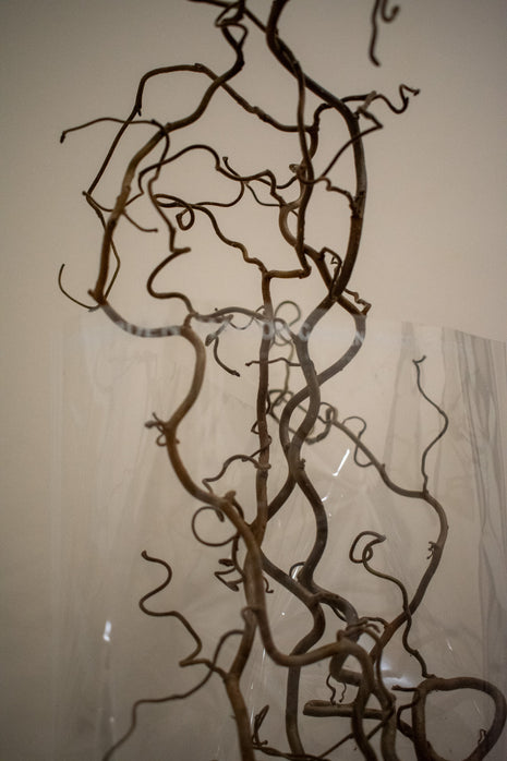 CORKSCREW HAZEL