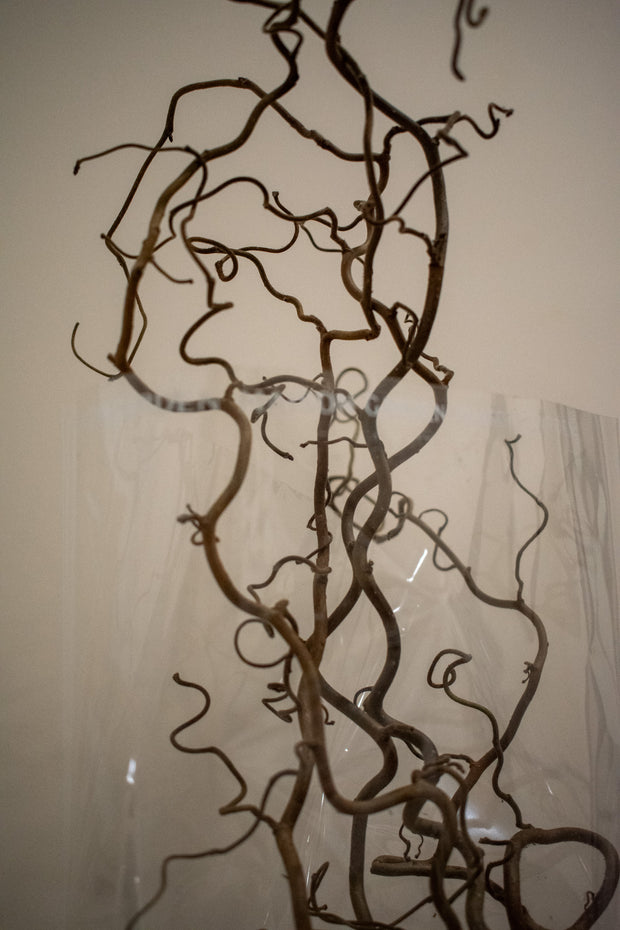 CORKSCREW HAZEL