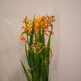CROCOSMIA PALE ORANGE