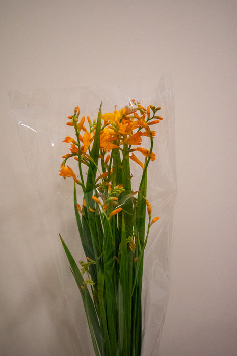 CROCOSMIA PALE ORANGE