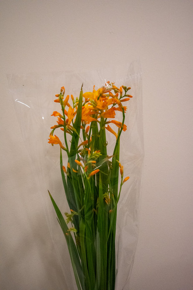 CROCOSMIA PALE ORANGE