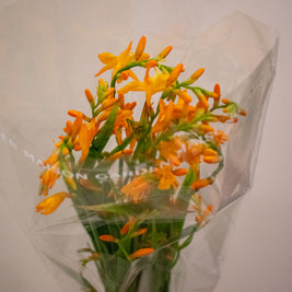 CROCOSMIA PALE ORANGE
