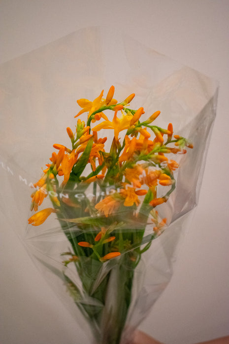 CROCOSMIA PALE ORANGE