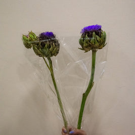 CYNARA GREEN GLOBE