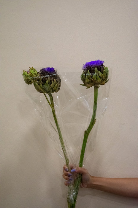 CYNARA GREEN GLOBE