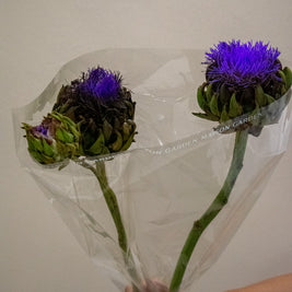 CYNARA GREEN GLOBE