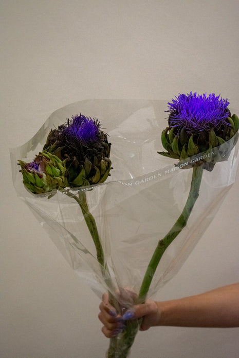 CYNARA GREEN GLOBE