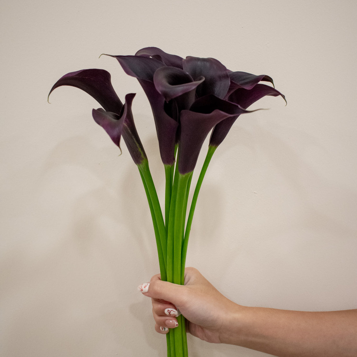 CALLA LILY DARK RED – Maison Garden