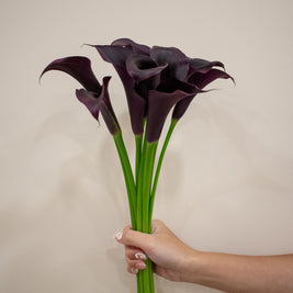 CALLA LILY DARK RED
