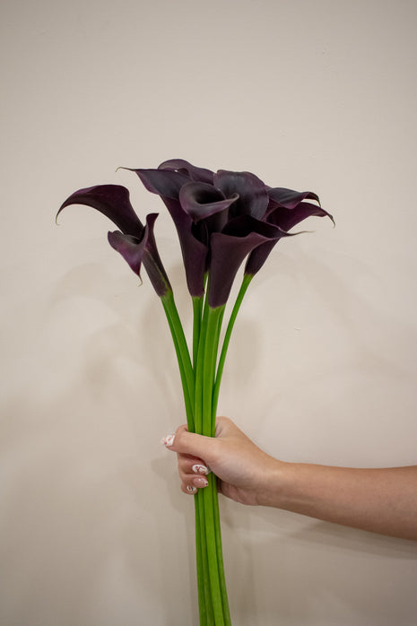 CALLA LILY DARK RED