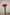 CALLA LILY PINK