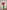 CALLA LILY PINK