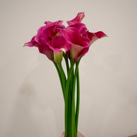 CALLA LILY PINK