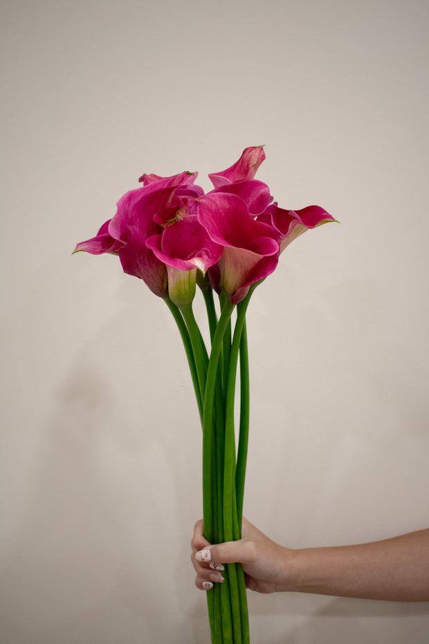 CALLA LILY PINK