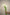 CALLA LILY WHITE