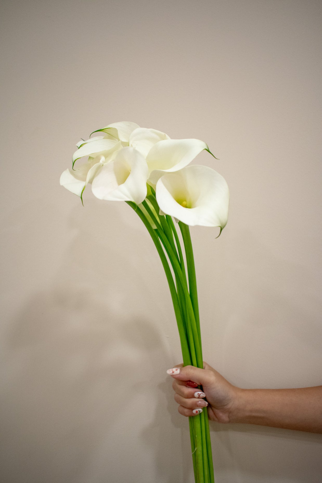 CALLA LILY WHITE