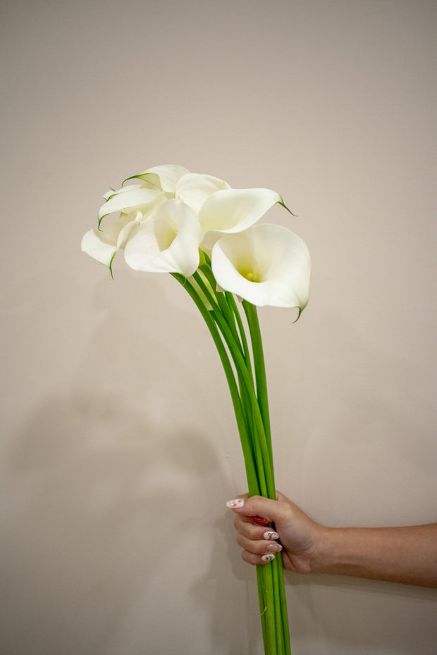 CALLA LILY WHITE