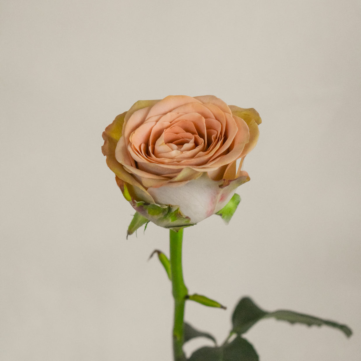 ROSE CAPPUCCINO – Maison Garden