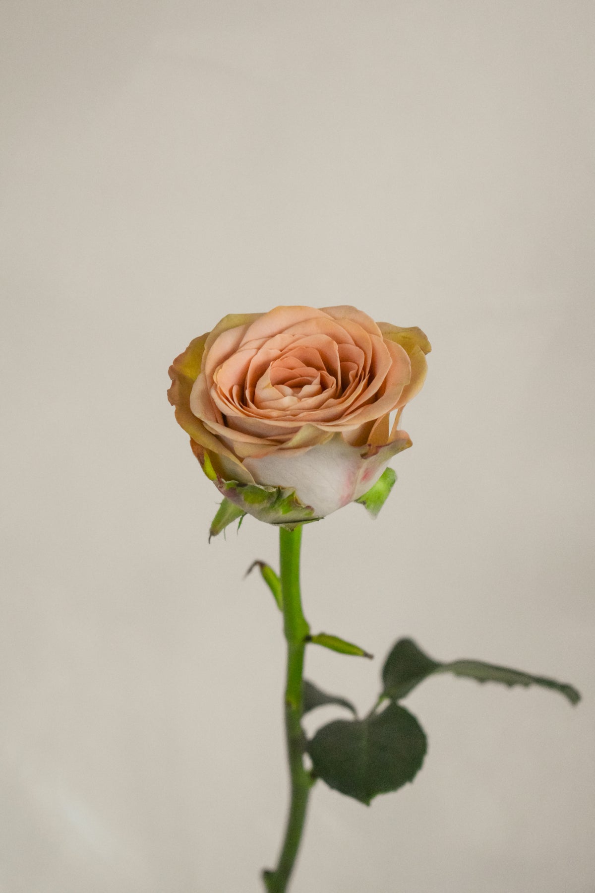 Capuccino Roses ROSE CAPPUCCINO – Maison Garden