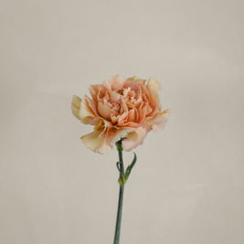CaramelCarnation