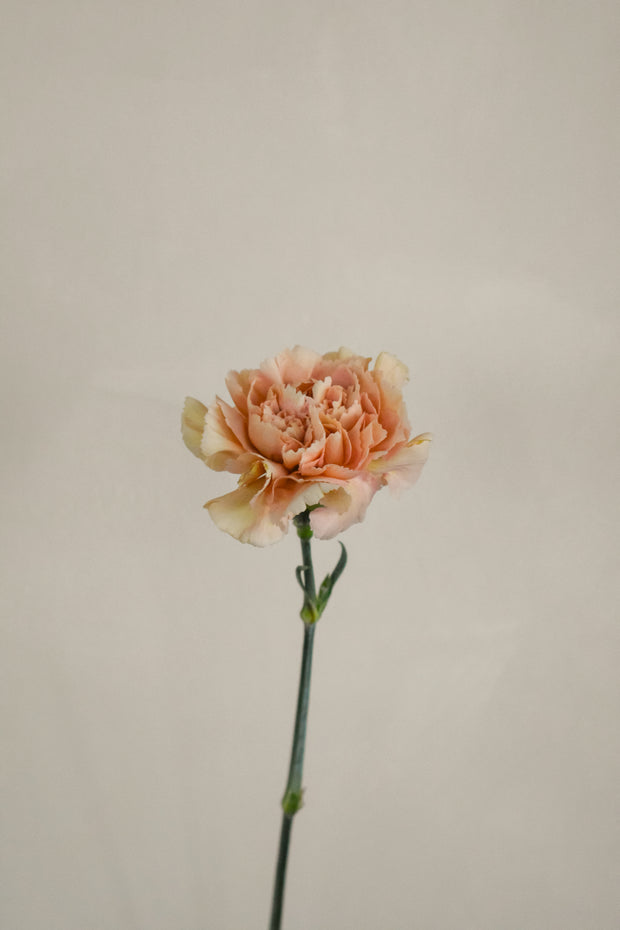 CaramelCarnation
