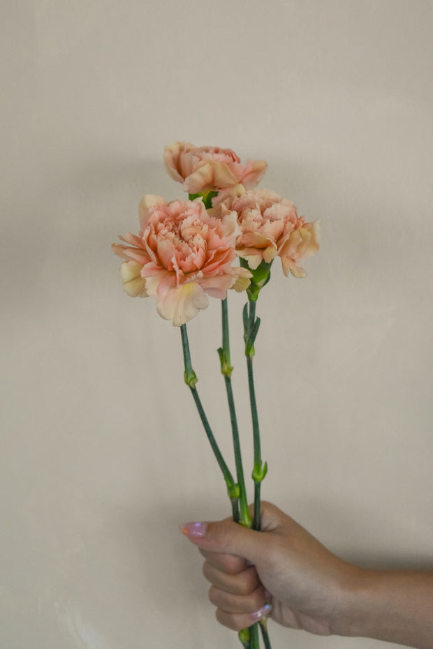 CaramelCarnation