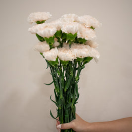 CARNATION CREAM