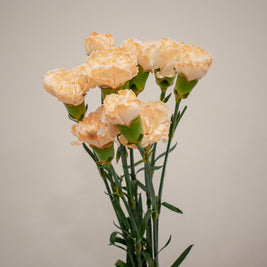 CARNATION DYED ORANGE