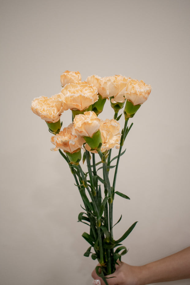 CARNATION DYED ORANGE