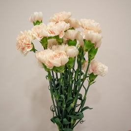 CARNATION PEACH