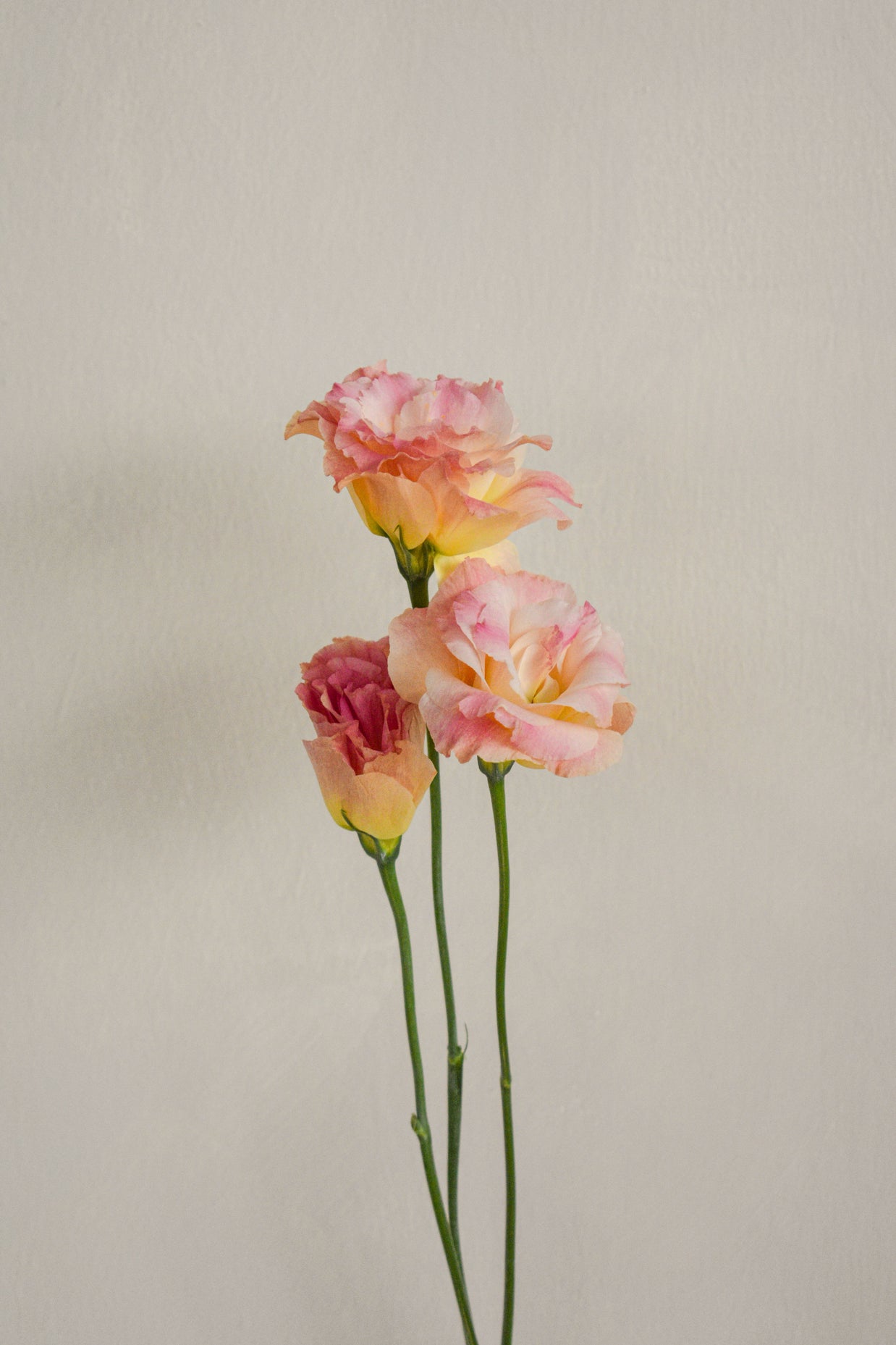 ChampagneEustoma