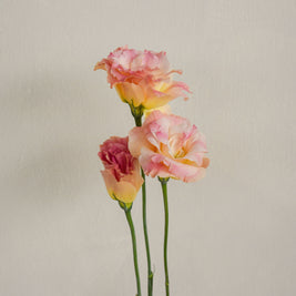 ChampagneEustoma