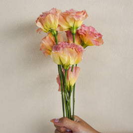 ChampagneEustoma