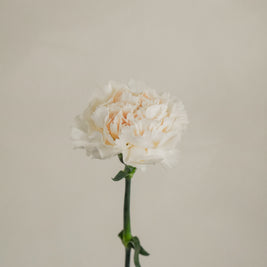 CreamCarnation