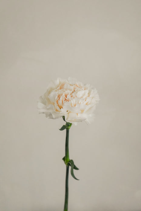 CreamCarnation