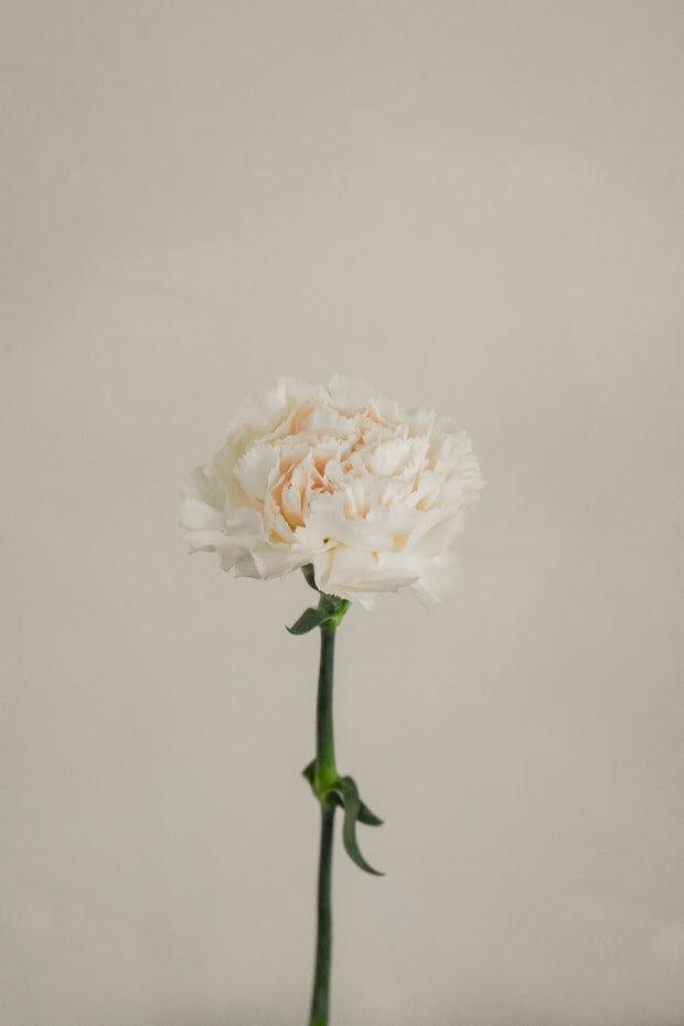 CreamCarnation