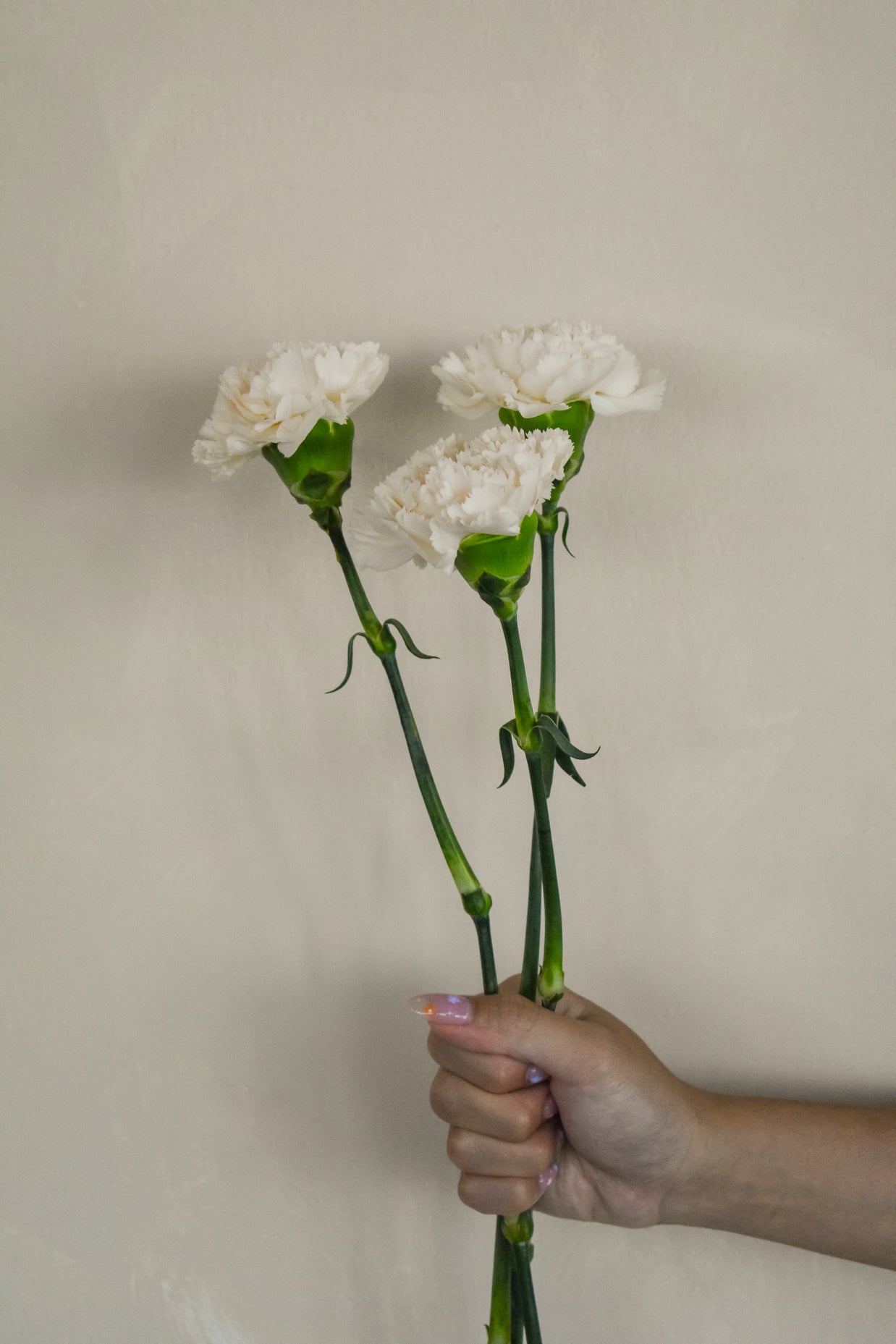 CreamCarnation