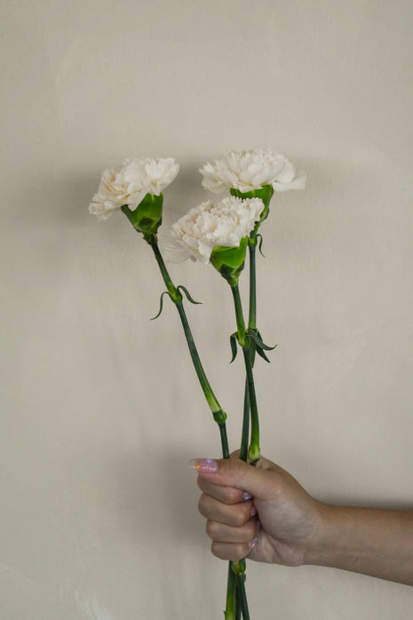 CreamCarnation