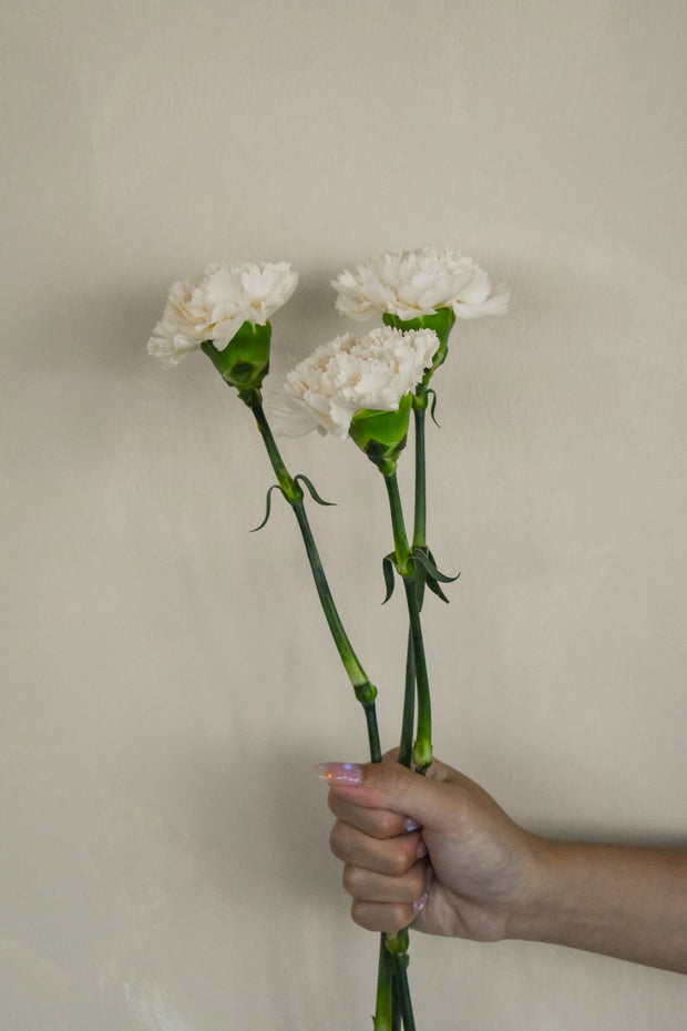 CreamCarnation