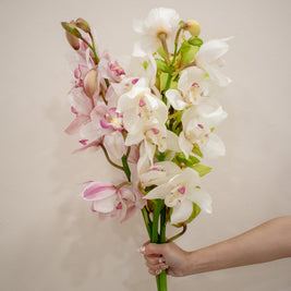 CYMBIDIUM MIXED