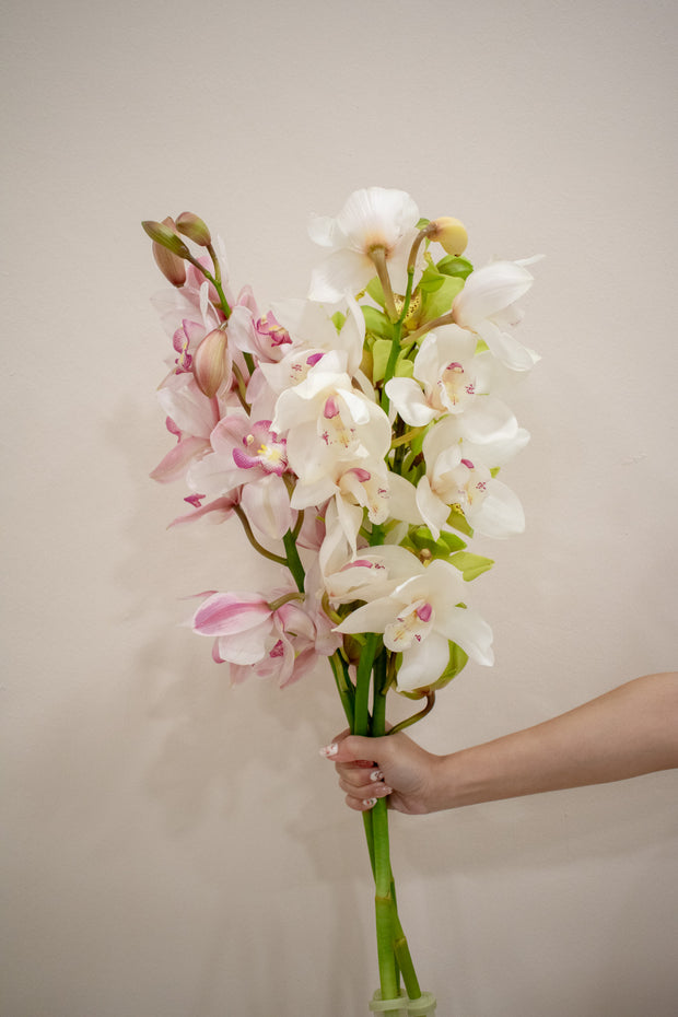 CYMBIDIUM MIXED